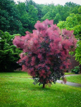 Purple Smoke Tree Grace The Center Royal Purple Smoke Tree