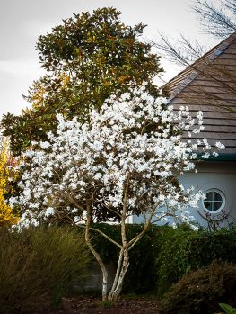 Magnolia Trees For Online The Tree Center
