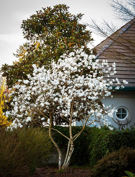 Royal Star Magnolia Tree For Sale Online The Tree Center