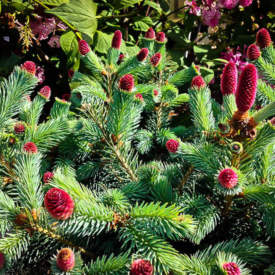 Ruby Teardrops Colorado Spruce | The Tree Center™