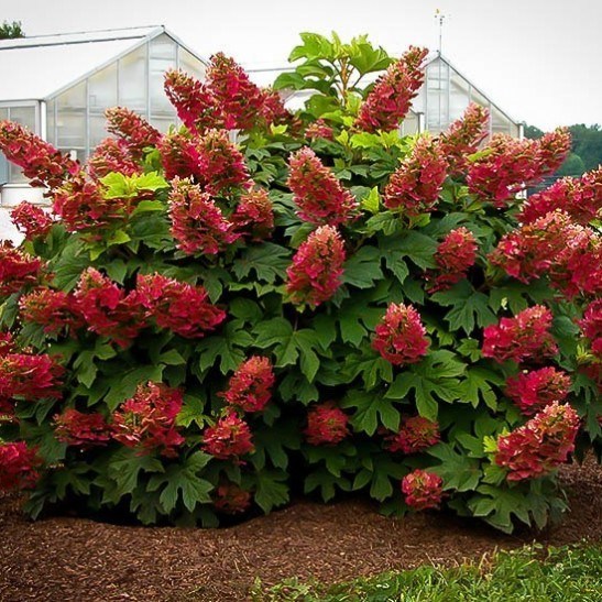 Ruby Slippers Hydrangea For Sale Online The Tree Center