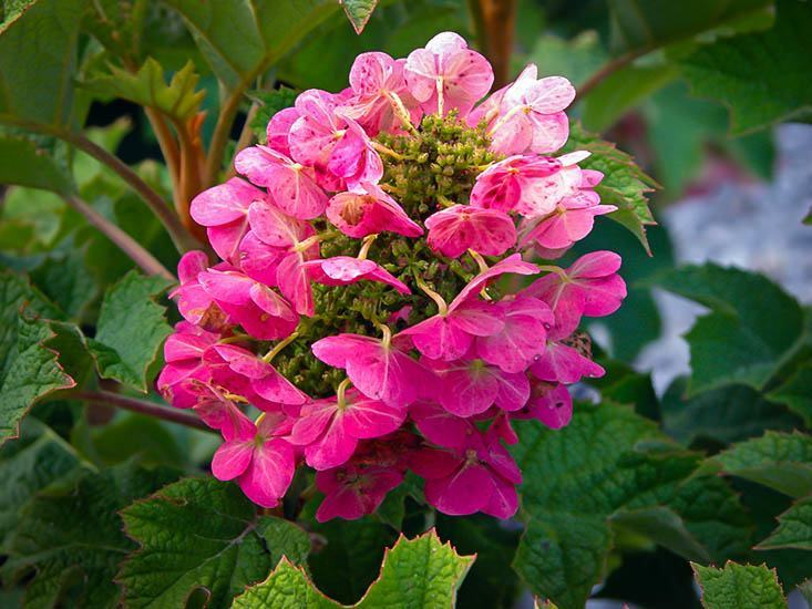 Ruby Slippers Hydrangea For Sale Online | The Tree Center