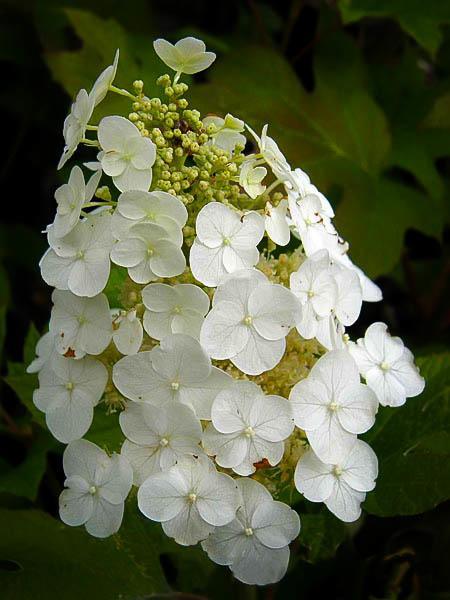 ruby slippers hydrangea ruby slippers hydrangea for sale the tree center ruby slippers hydrangea ruby slippers hydrangea for sale the tree center