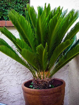 areca palm tree the tree center christmas palm tree diseases