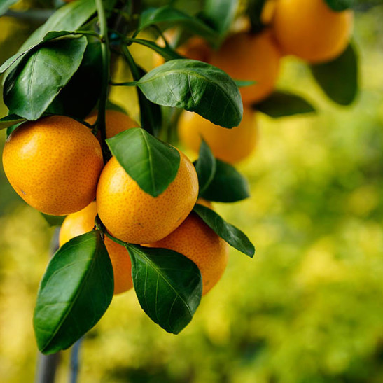 Okitsu Satsuma Mandarin Tree For Sale Online The Tree Center