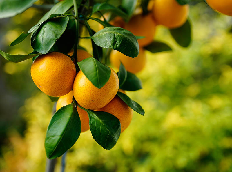 satsuma tangerine tree florida satsuma tangerine tree florida
