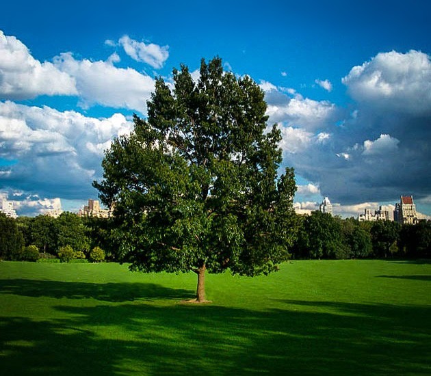 Sawtooth Oak For Sale Online | The Tree Center