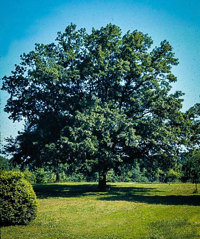 Collection 98+ Images pictures of sawtooth oak trees Sharp