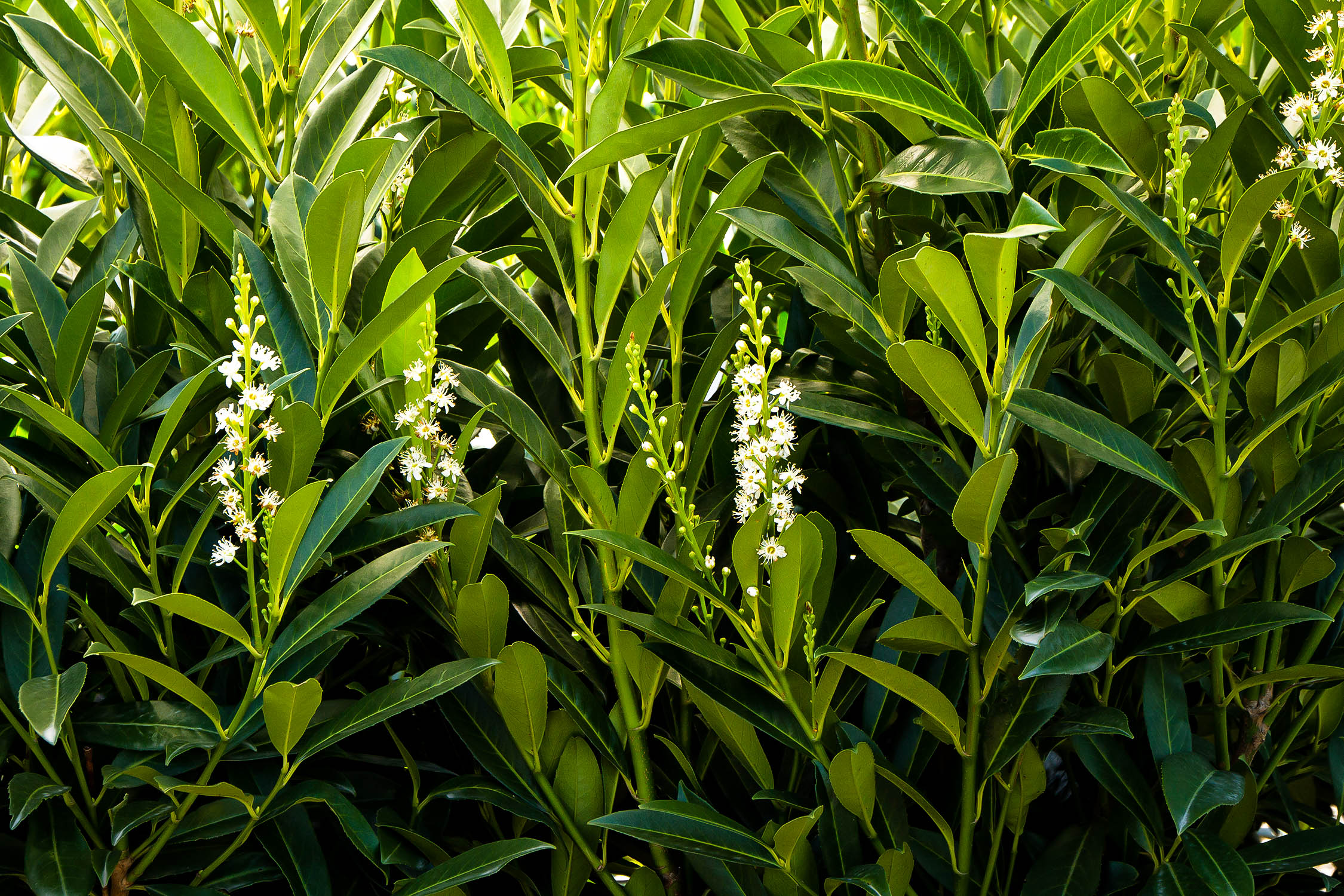 Skip Laurel Shrubs Buy Skip Laurels Online The Tree Center Skip Laurel Shrubs Buy Skip Laurels Online The Tree Center