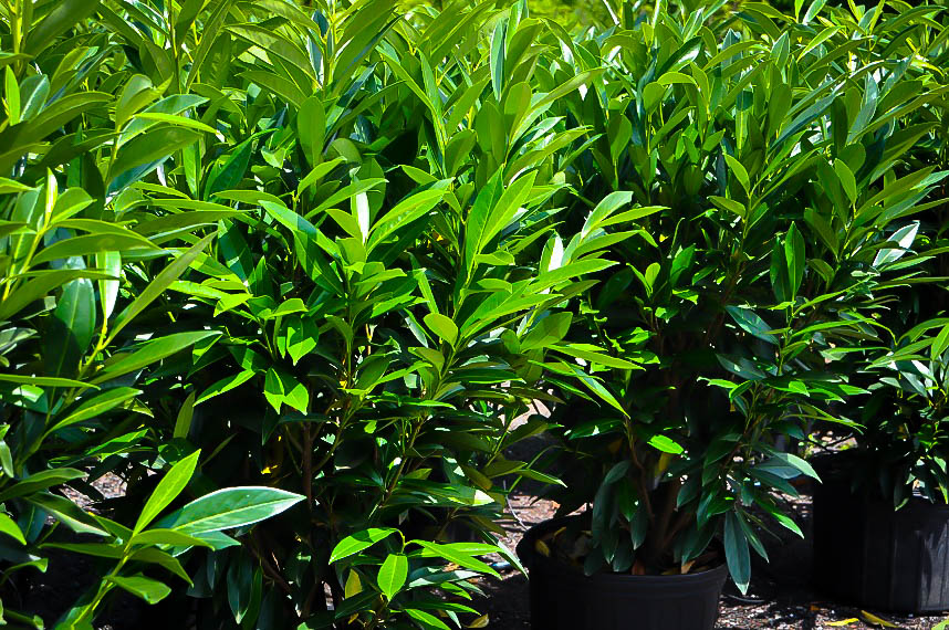 Skip Laurel Shrubs Laurels Online The Tree Center Skip Schipka Cherry Laurel
