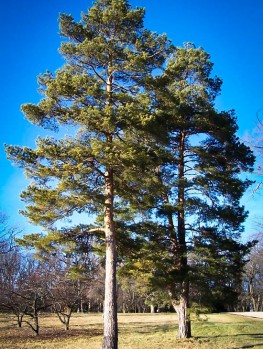 mature pine tree Mature pine tree
