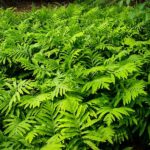 Sensitive Fern Plant