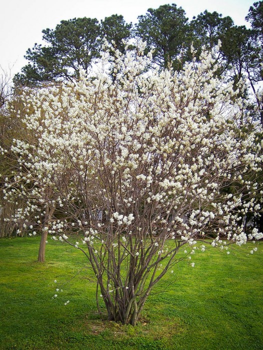 Other Shrubs & Hedges