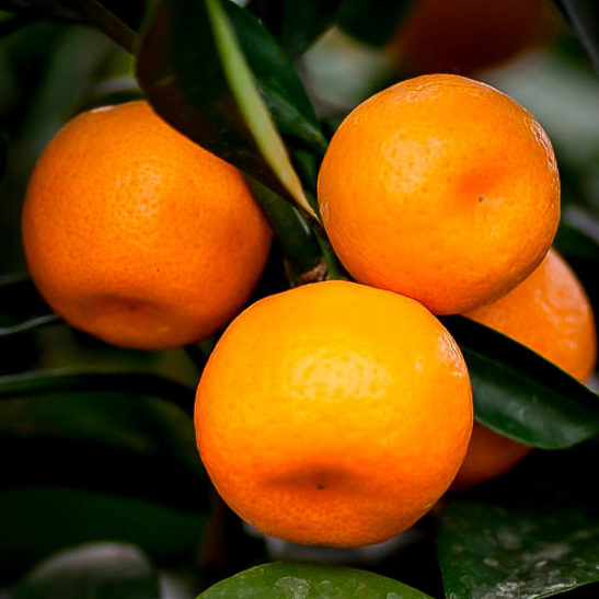 Seto Satsuma Orange Tree For Sale Online The Tree Center