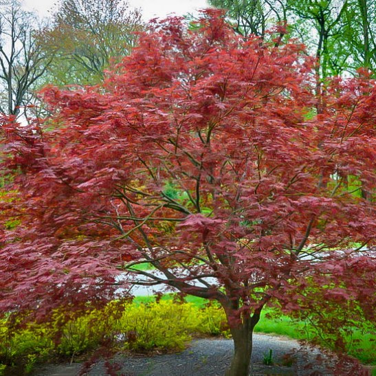 Sherwood Flame Japanese Maple For Sale Online The Tree Center