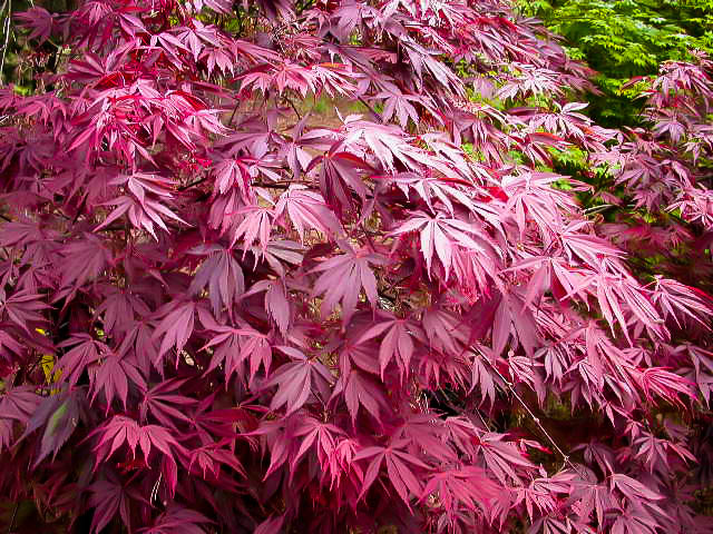 Sherwood Flame Anese Maple For Online The Tree Center Sherwood Flame Anese Maple Leaf