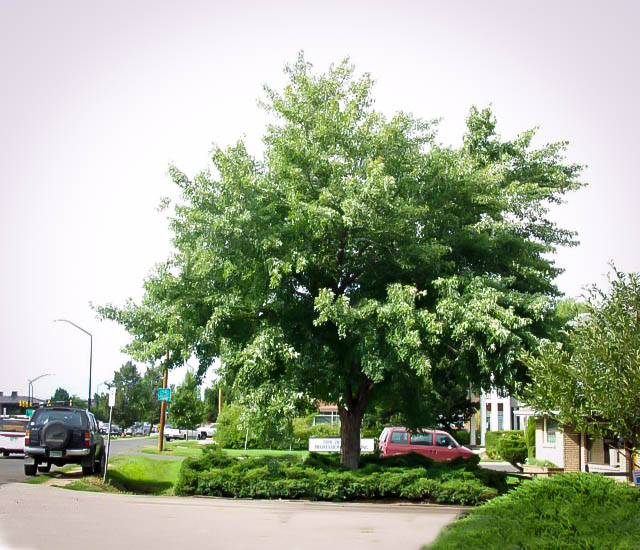 Silver Maple Tree For Sale Online The Tree Center™