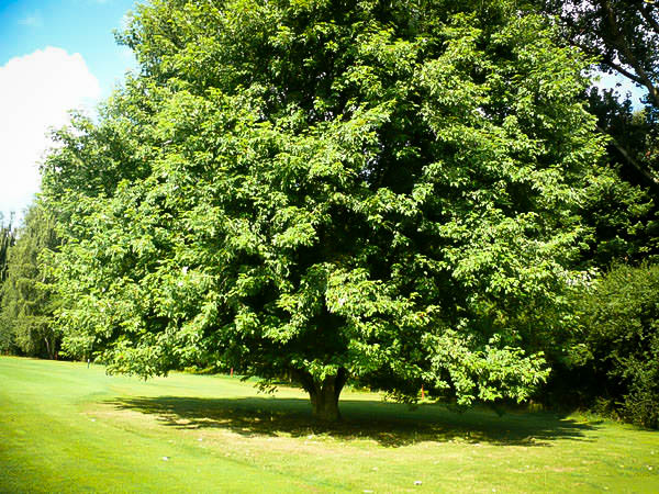 silver maple tree