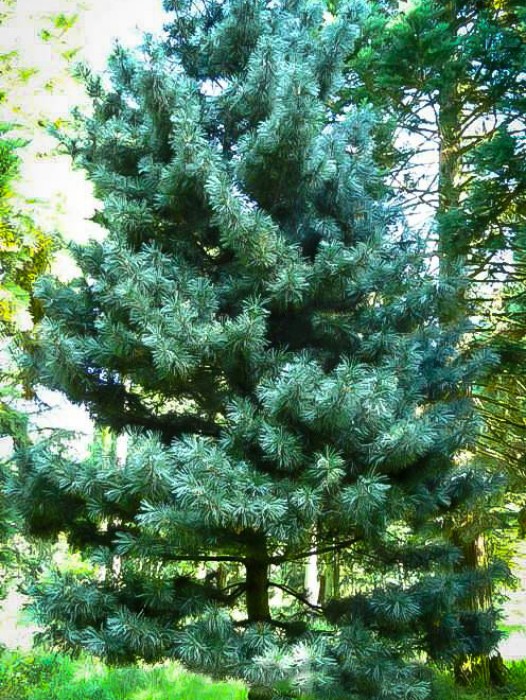 silveray korean pine 2 526x700