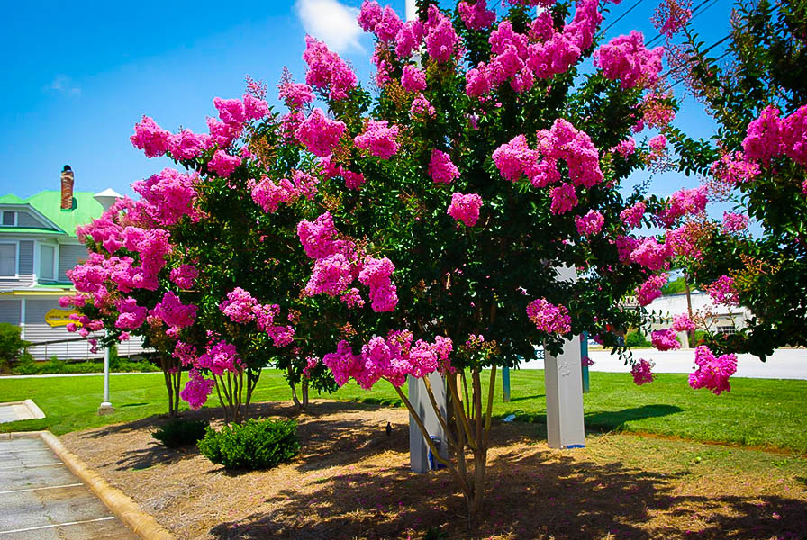 Crape Myrtle Colors Chart