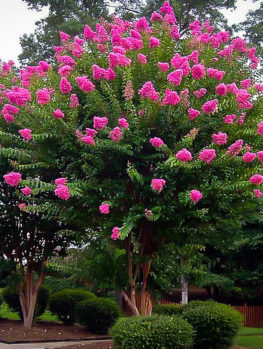 Sioux Crape Myrtle Crepe Myrtle Crepe Myrtle Sioux Crape Myrtle