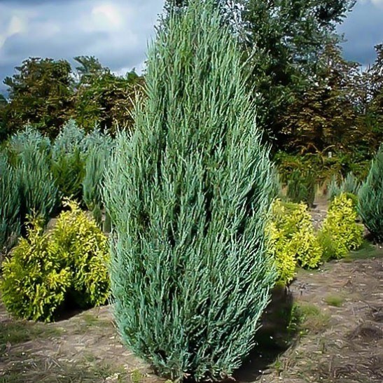 skyrocket juniper height and width skyrocket juniper height and width