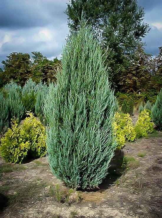 skyrocket juniper for sale near me skyrocket juniper for sale near me