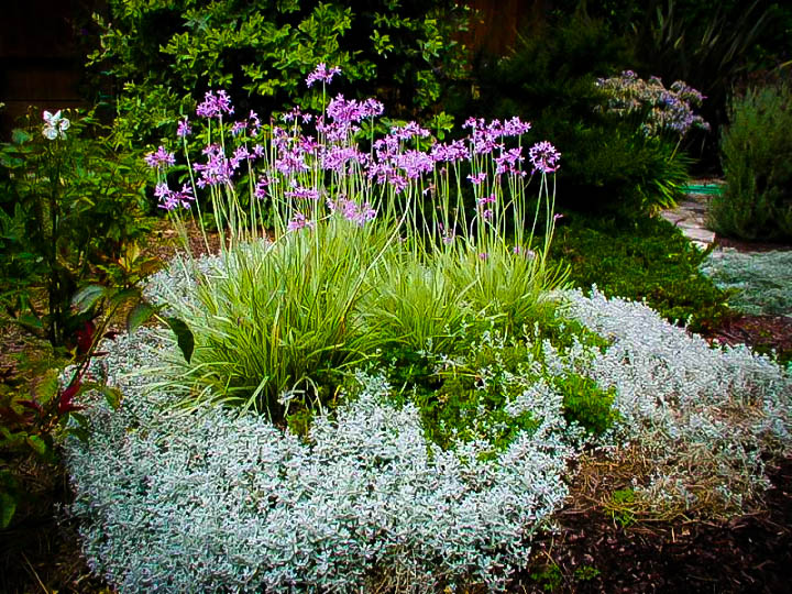 Society Garlic The Tree Center™