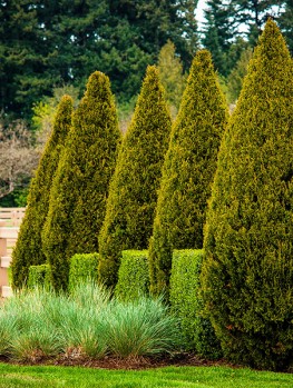 x 2/5 8/9 Trees Juniper  Trees Buy The For  Centerâ¢ Juniper Sale Tree