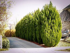 Spartan Juniper Trees Privacy Screen