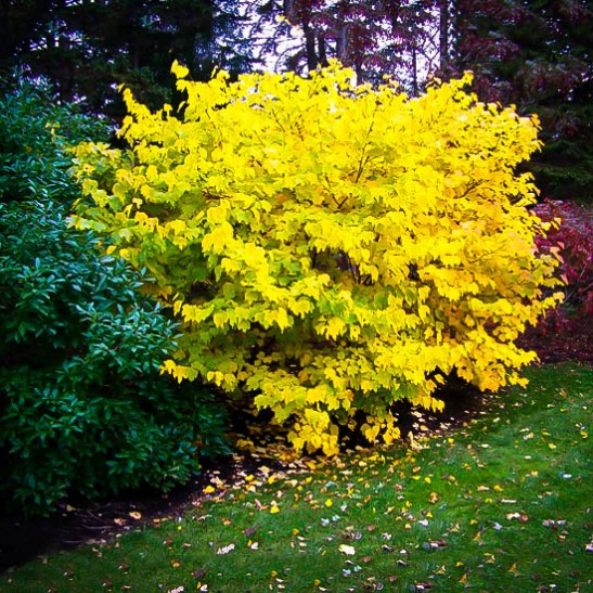 Spice Bush For Sale Online The Tree Center