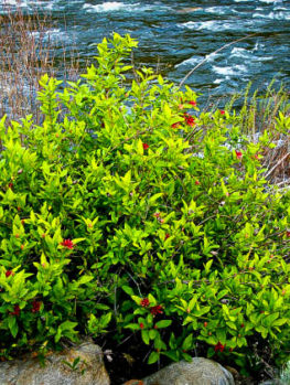 citronella mosquito plant for sale online the tree center citronella mosquito plant for sale online the tree center