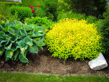 Buy Spirea Shrubs And Bushes Online The Tree Center