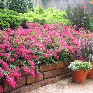 Strawberry Dazzle Crape Myrtles