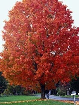 October Glory Maple For Online The Tree Center Sugar Maple