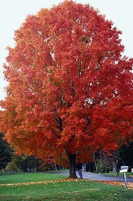 Common Name: Sugar Maple Tree Scientific Name: Acer saccharum