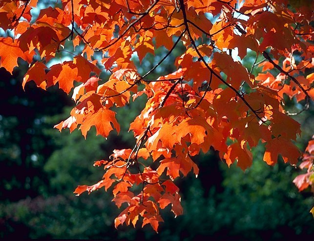 sugar maple trees for sale wisconsin sugar maple trees for sale wisconsin