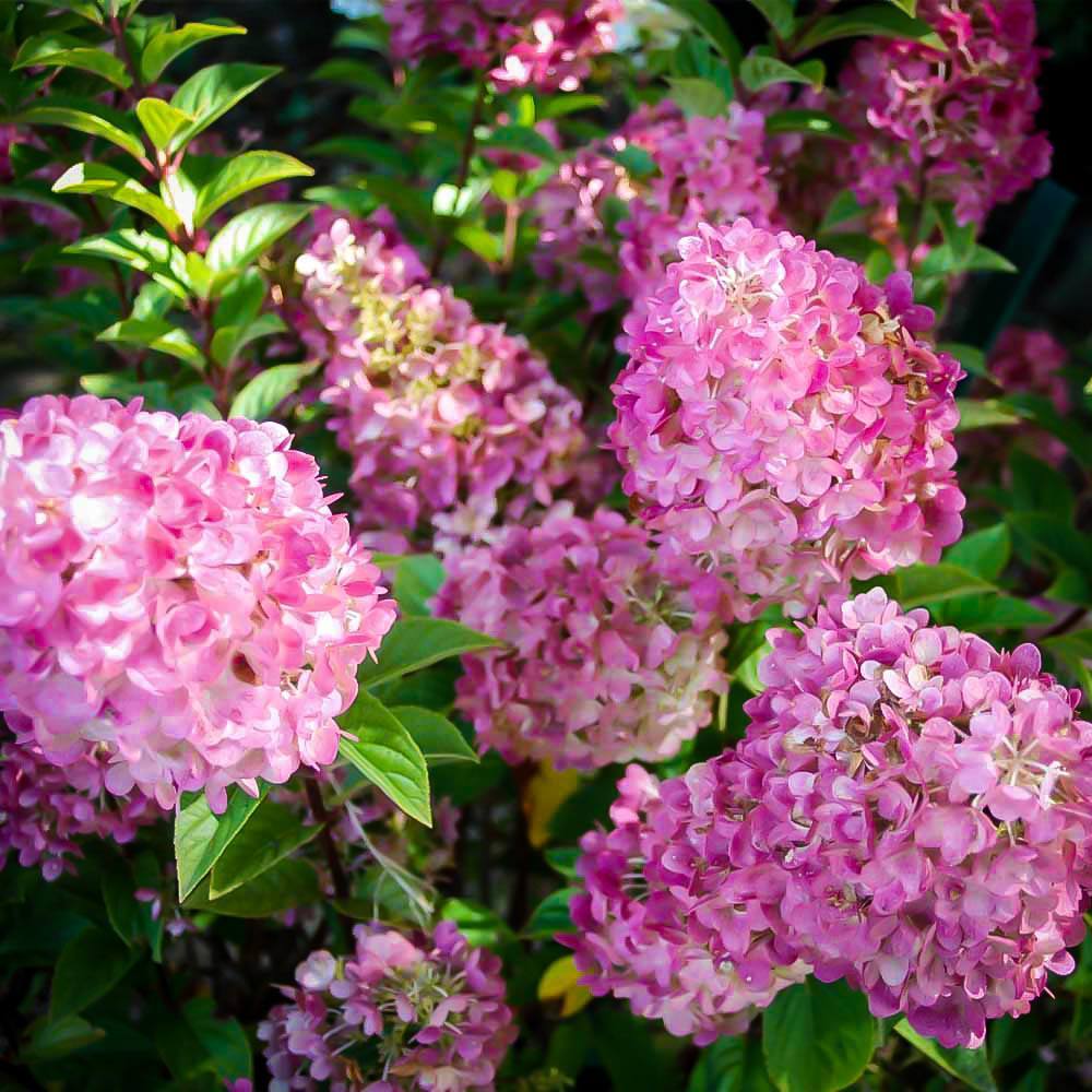 Sunday Fraise Hydrangea For Sale Online The Tree Center