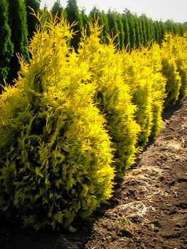 Arborvitae Trees for Sale | Buy Arborvitaes Online | The Tree Center