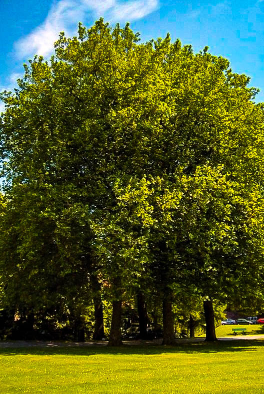 Bloodgood Sycamore Trees For Sale The Tree Center™