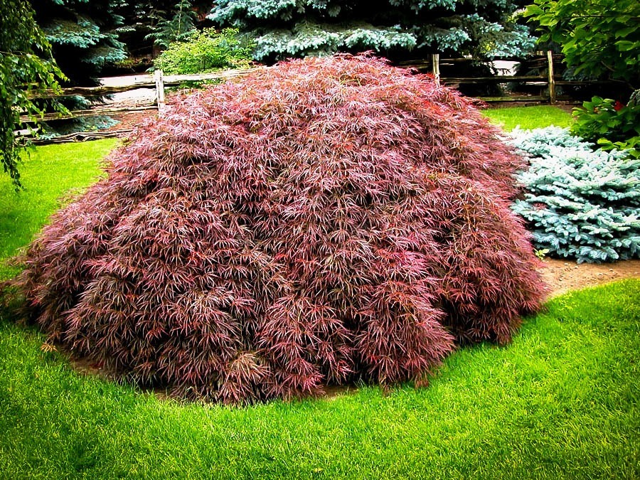 A Guide to Different Japanese Maple Types