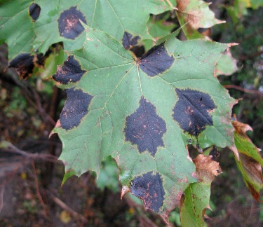 Unsightly black spots on maple leaves won't harm trees