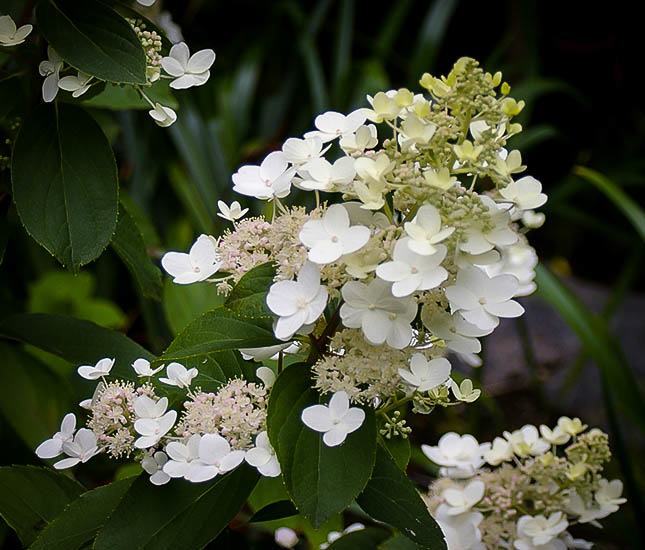 Tardiva White Hydrangea For Online The Tree Center Tardiva White Hydrangea Flower
