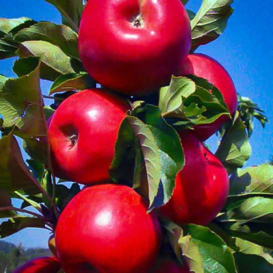Apple mature widths, hot jappness naked girls big ass