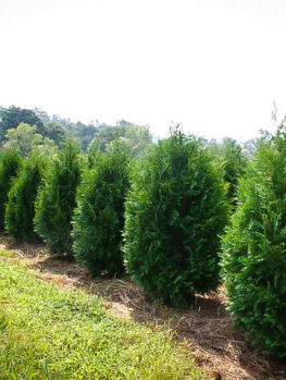arborvitae thuja techny