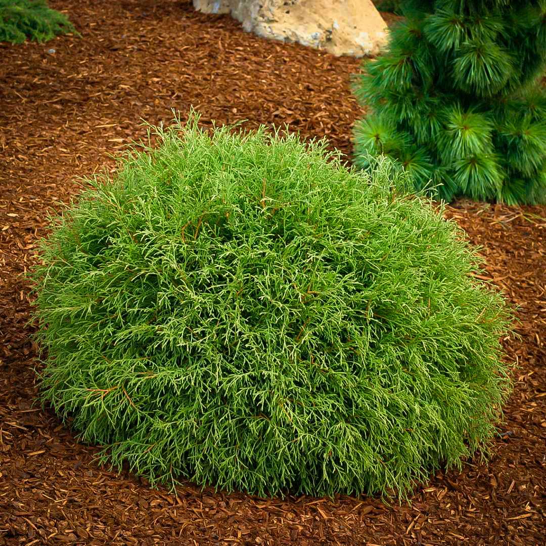 Mr. Bowling Ball™ Arborvitae Shrubs For Sale | The Tree Center™