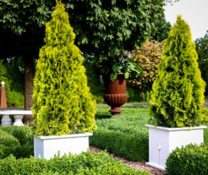 Thuja Container Plant
