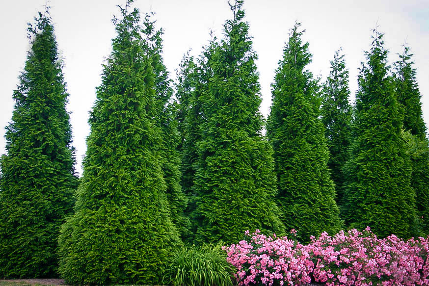 Complete Thuja Green Giant Guide Planting And Care Tips For Thuja Trees