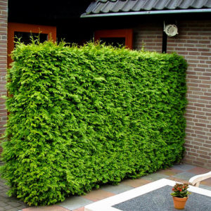 Thuja Hedge