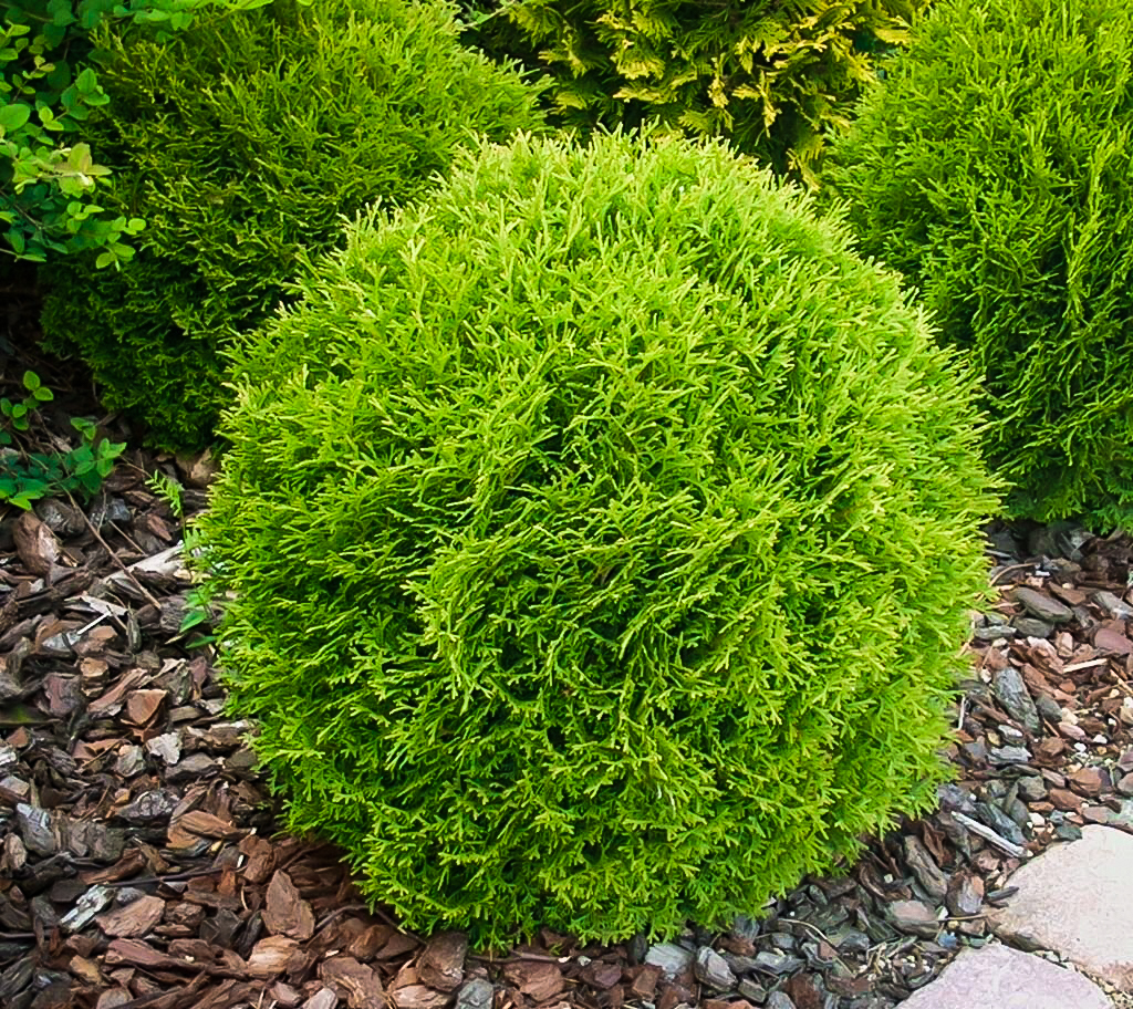 giant arborvitae